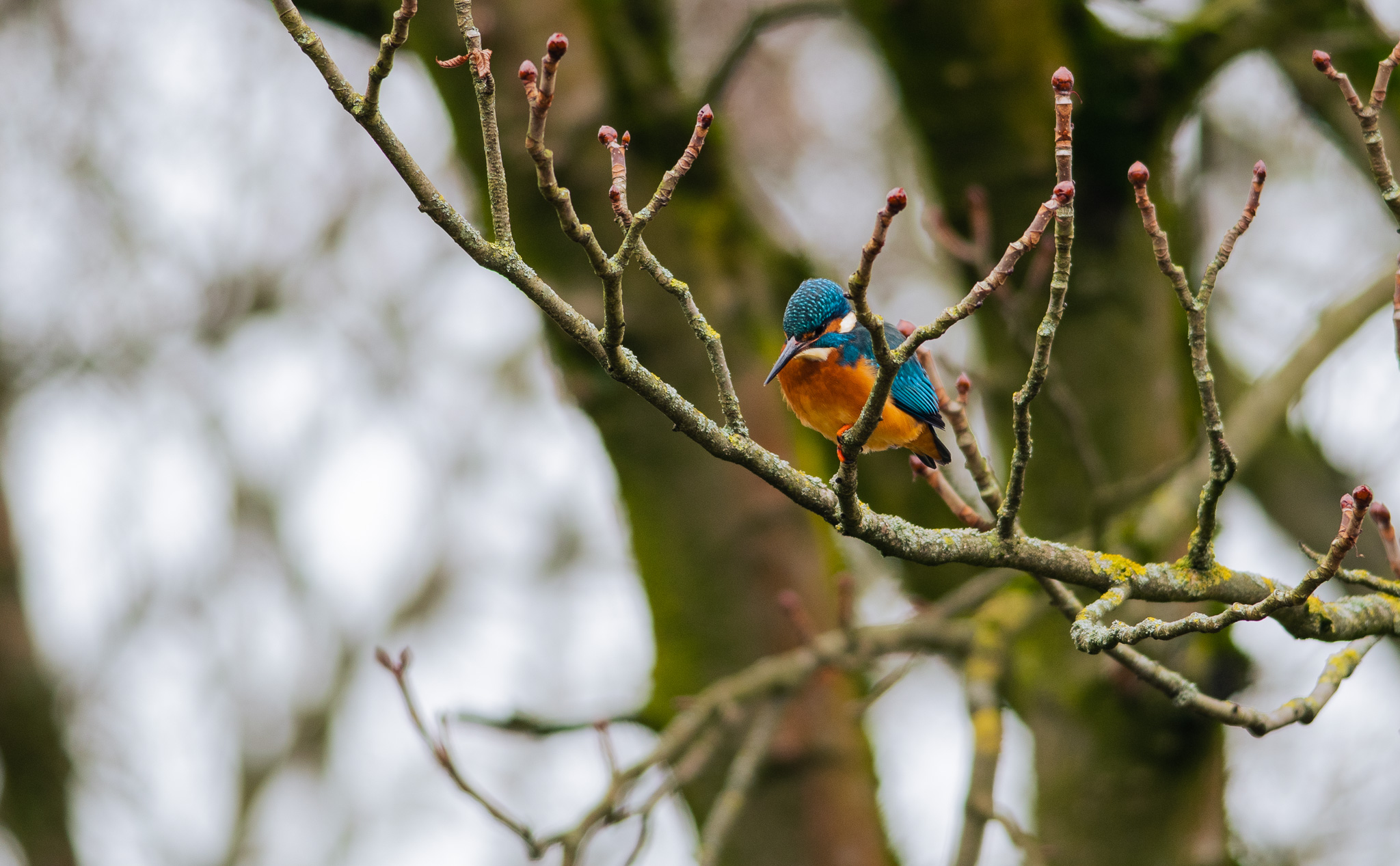 DSC_0657-2